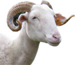 Mouton1.jpg