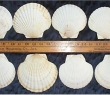 003-scallops