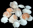 004-deep-scallops